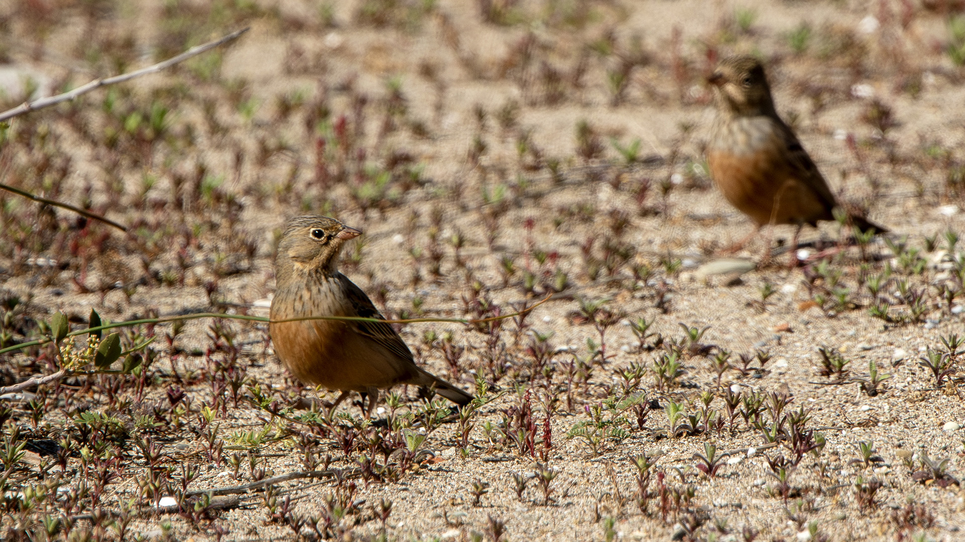 Cretzschmar's Bunting